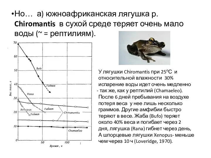 У лягушки Chiromantis при 25оС и относительной влажности 30% испарение воды идет очень