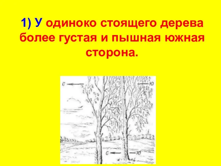 1) У одиноко стоящего дерева более густая и пышная южная сторона.