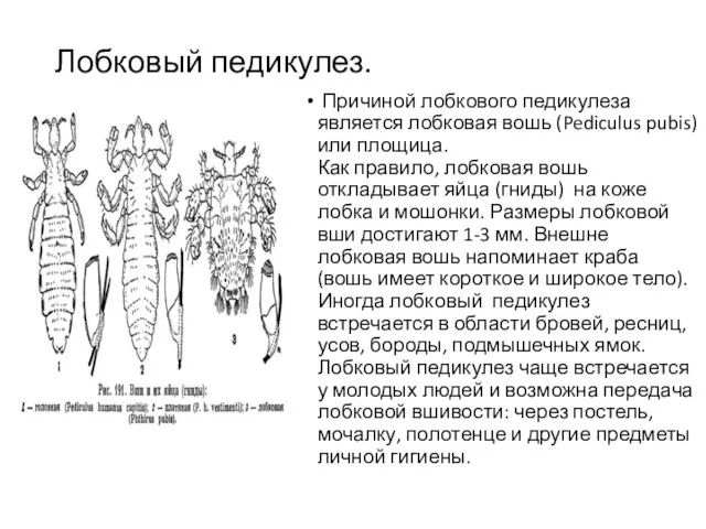 Лобковый педикулез. Причиной лобкового педикулеза является лобковая вошь (Pediculus pubis) или площица. Как
