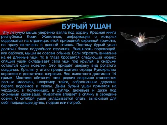 БУРЫЙ УШАН Эту летучую мышь уверенно взяла под охрану Красная