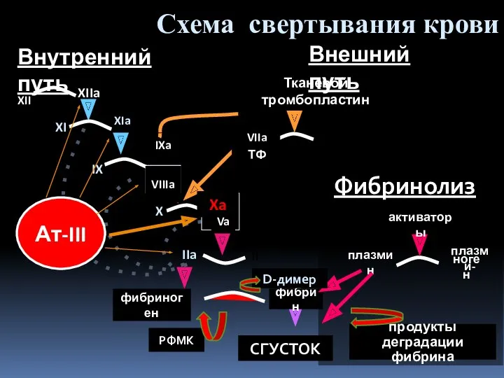 IX IXa VIIIa X Xa Va II IIa VII Тканевой тромбопластин активаторы плазмин