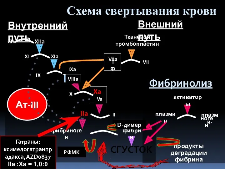 Ат-III IX IXa VIIIa X Xa Va II IIa VII Тканевой тромбопластин активаторы