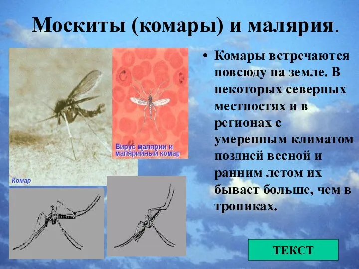 Москиты (комары) и малярия. Комары встречаются повсюду на земле. В некоторых северных местностях
