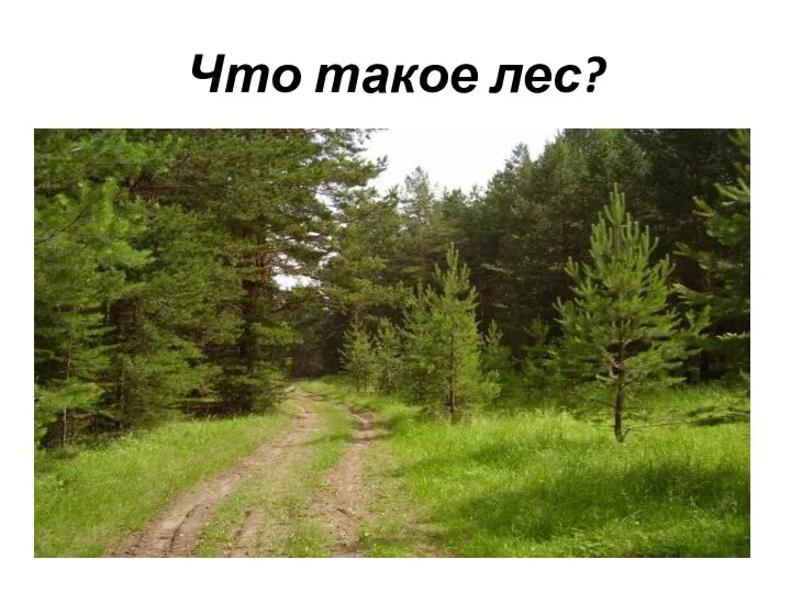 Что такое лес?