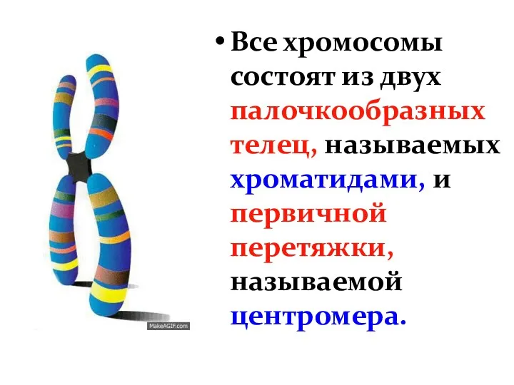 Все хромосомы состоят из двух палочкообразных телец, называемых хроматидами, и первичной перетяжки, называемой центромера.