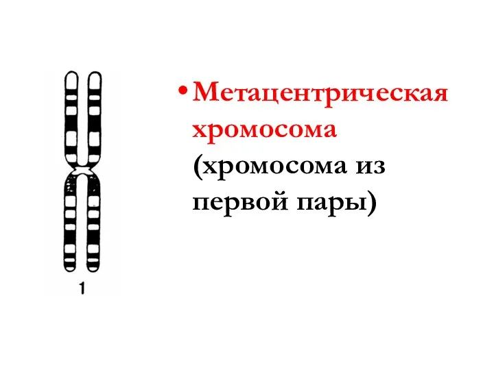 Метацентрическая хромосома (хромосома из первой пары)