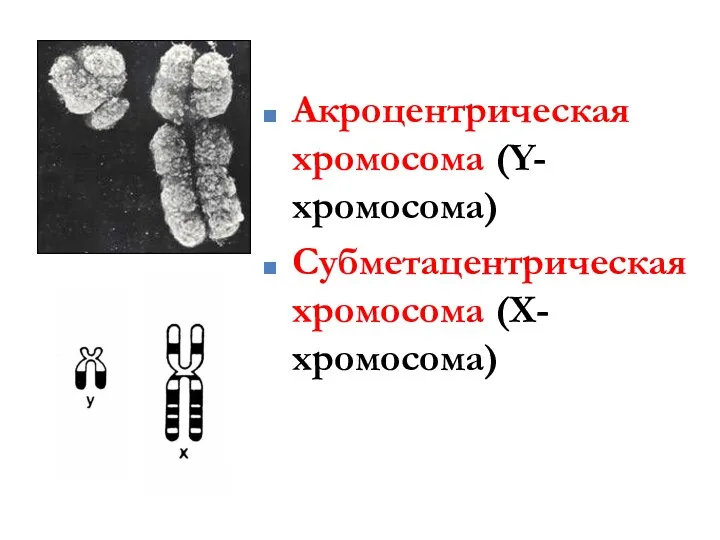 Акроцентрическая хромосома (Y-хромосома) Субметацентрическая хромосома (Х-хромосома)
