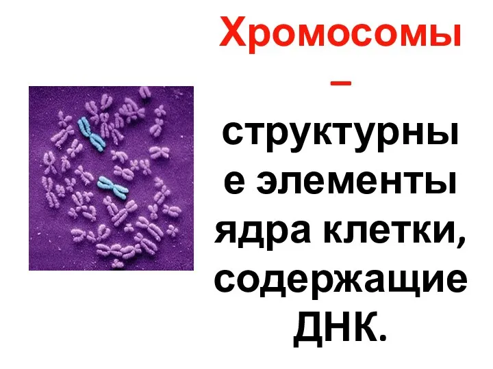 Хромосомы – структурные элементы ядра клетки, содержащие ДНК.