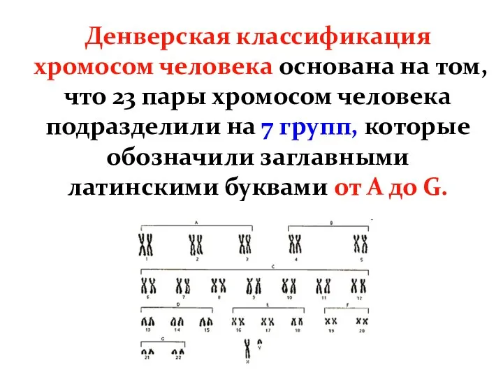 Денверская классификация хромосом человека основана на том, что 23 пары