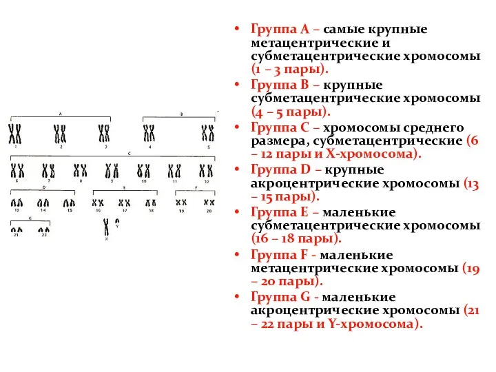 Группа А – самые крупные метацентрические и субметацентрические хромосомы (1