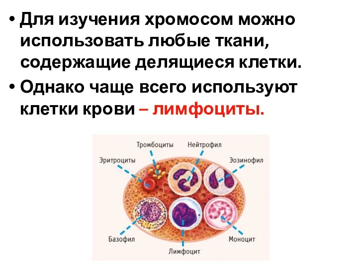 Для изучения хромосом можно использовать любые ткани, содержащие делящиеся клетки.