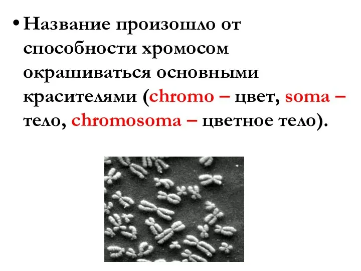 Название произошло от способности хромосом окрашиваться основными красителями (chromo –