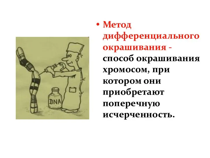 Метод дифференциального окрашивания - способ окрашивания хромосом, при котором они приобретают поперечную исчерченность.