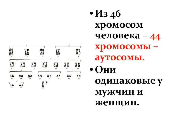 Из 46 хромосом человека – 44 хромосомы – аутосомы. Они одинаковые у мужчин и женщин.