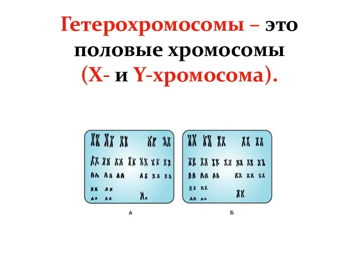 Гетерохромосомы – это половые хромосомы (Х- и Y-хромосома).