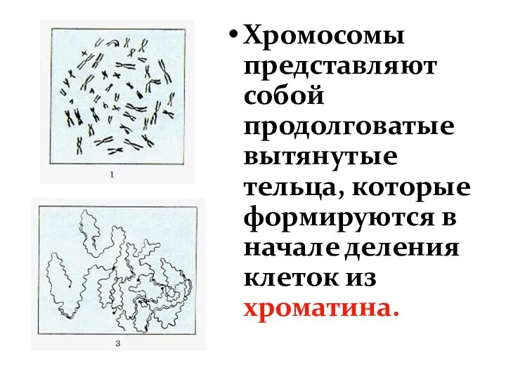 Хромосомы представляют собой продолговатые вытянутые тельца, которые формируются в начале деления клеток из хроматина.