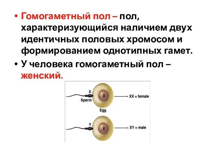 Гомогаметный пол – пол, характеризующийся наличием двух идентичных половых хромосом