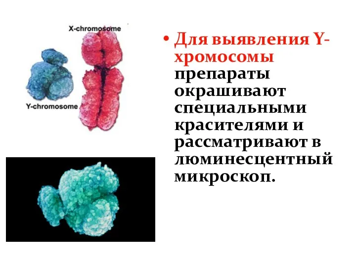 Для выявления Y-хромосомы препараты окрашивают специальными красителями и рассматривают в люминесцентный микроскоп.