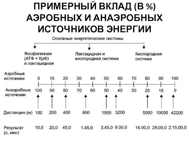 ПРИМЕРНЫЙ ВКЛАД (В %) АЭРОБНЫХ И АНАЭРОБНЫХ ИСТОЧНИКОВ ЭНЕРГИИ