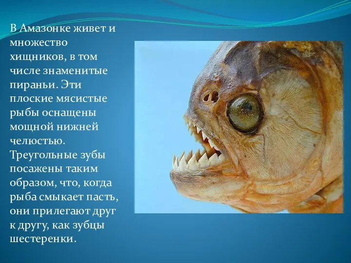 В Амазонке живет и множество хищников, в том числе знаменитые пираньи. Эти плоские