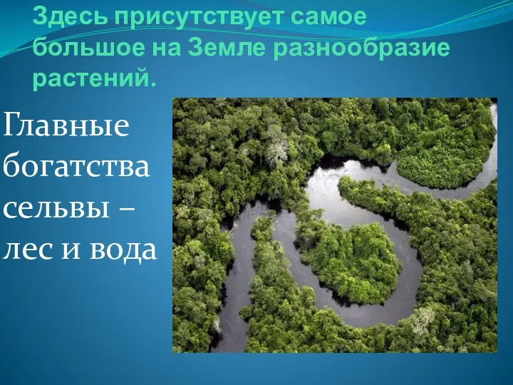 Здесь присутствует самое большое на Земле разнообразие растений. Главные богатства сельвы – лес и вода