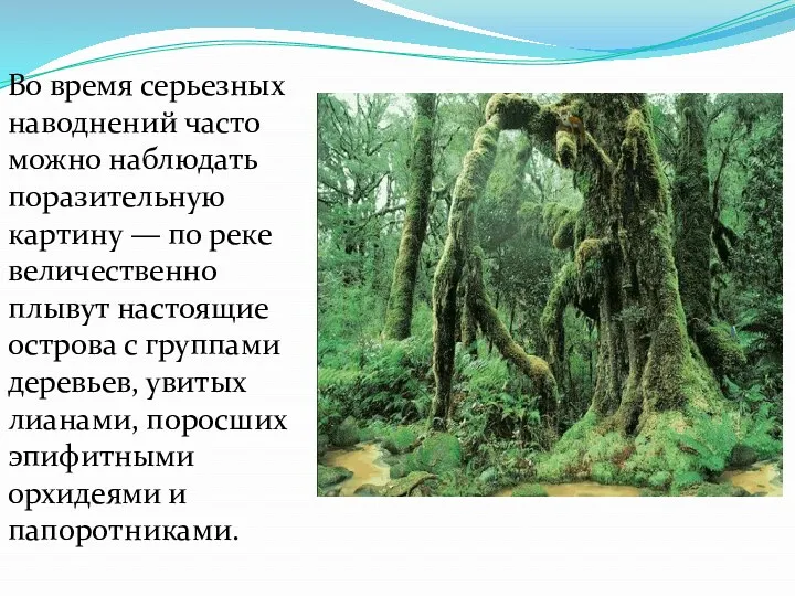 Во время серьезных наводнений часто можно наблюдать поразительную картину —