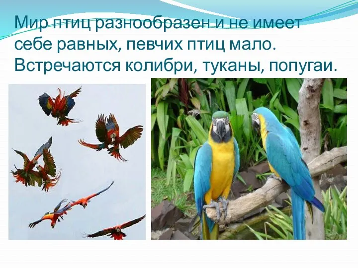Мир птиц разнообразен и не имеет себе равных, певчих птиц мало. Встречаются колибри, туканы, попугаи.