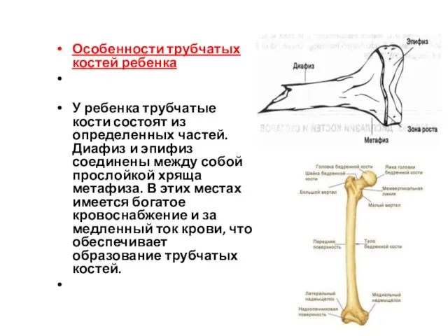 Особенности трубчатых костей ребенка У ребенка трубчатые кости состоят из