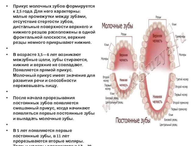 Прикус молочных зубов формируется к 2,5 года. Для него характерны: