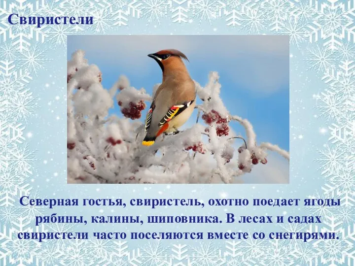 Свиристели Северная гостья, свиристель, охотно поедает ягоды рябины, калины, шиповника.