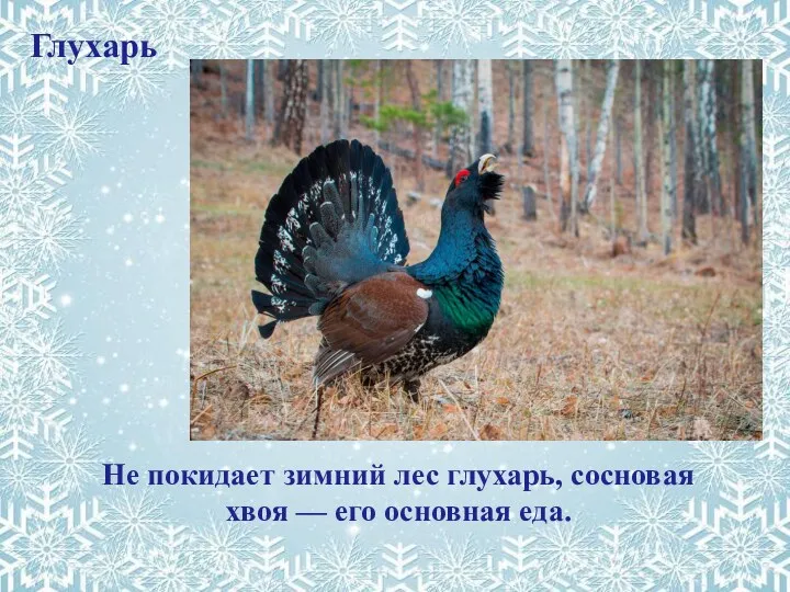 Не покидает зимний лес глухарь, сосновая хвоя — его основная еда. Глухарь