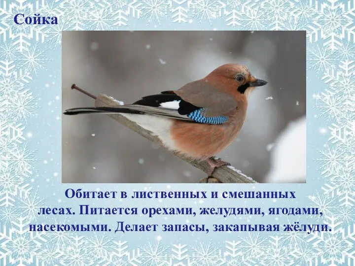 Обитает в лиственных и смешанных лесах. Питается орехами, желудями, ягодами, насекомыми. Делает запасы, закапывая жёлуди. Сойка