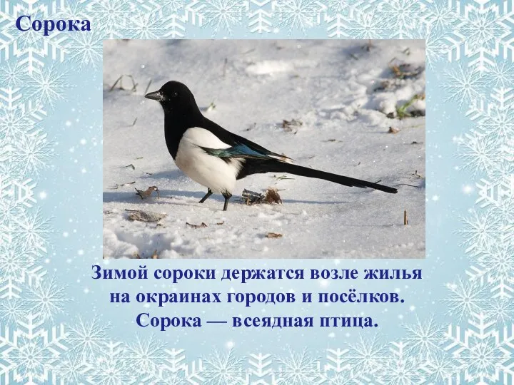 Сорока Зимой сороки держатся возле жилья на окраинах городов и посёлков. Сорока — всеядная птица.