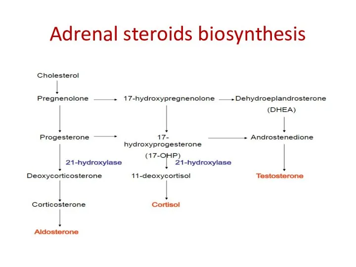 Adrenal steroids biosynthesis