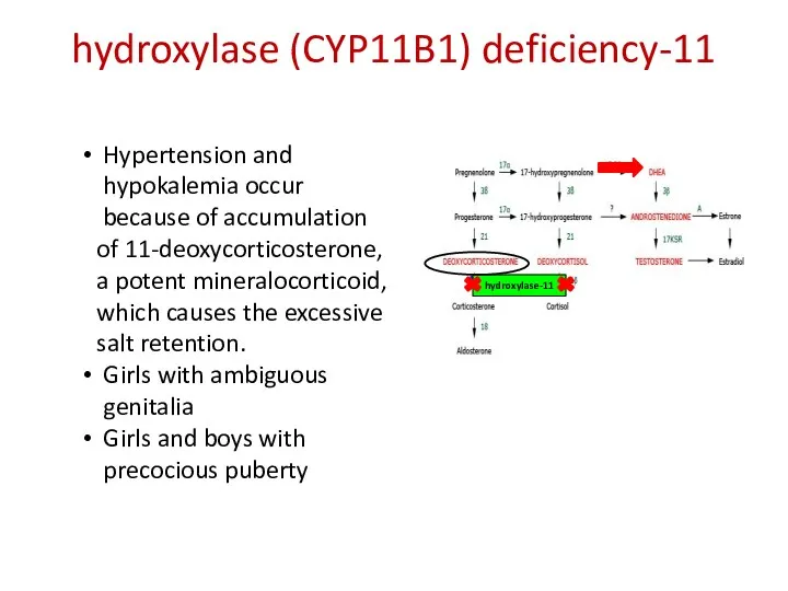 11-hydroxylase (CYP11B1) deficiency 11-hydroxylase Hypertension and hypokalemia occur because of
