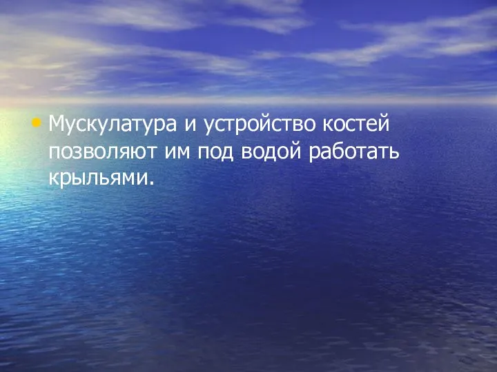 Мускулатура и устройство костей позволяют им под водой работать крыльями.