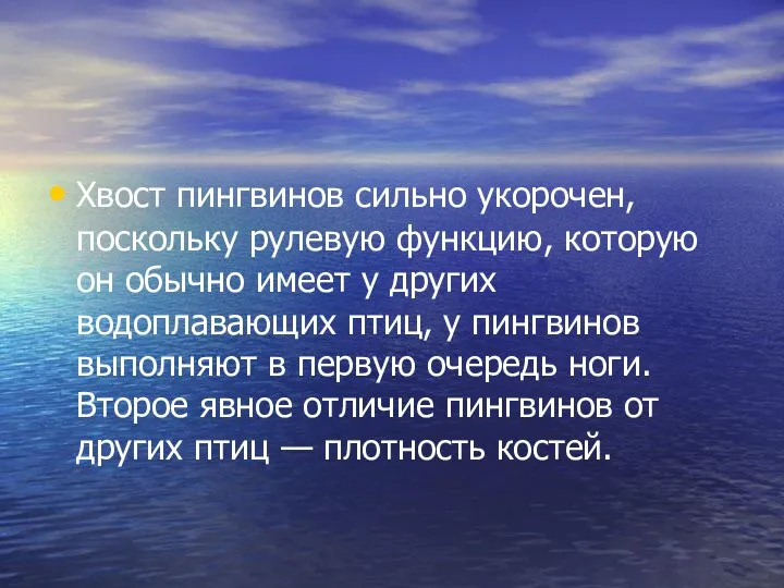 Хвост пингвинов сильно укорочен, поскольку рулевую функцию, которую он обычно