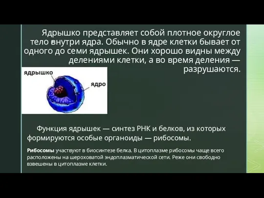 Ядрышко представляет собой плотное округлое тело внутри ядра. Обычно в