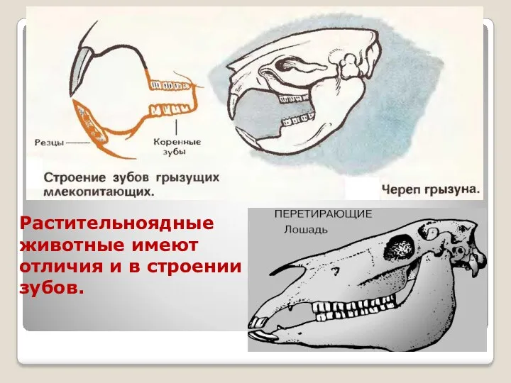 Растительноядные животные имеют отличия и в строении зубов.