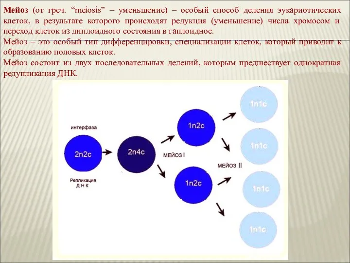 Мейоз (от греч. “meiosis” – уменьшение) – особый способ деления