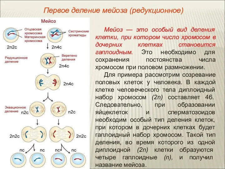 Мейоз — это особый вид деления клетки, при котором число