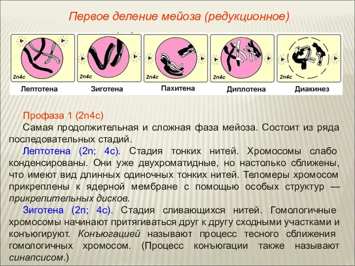 Профаза 1 (2n4с) Самая продолжительная и сложная фаза мейоза. Состоит