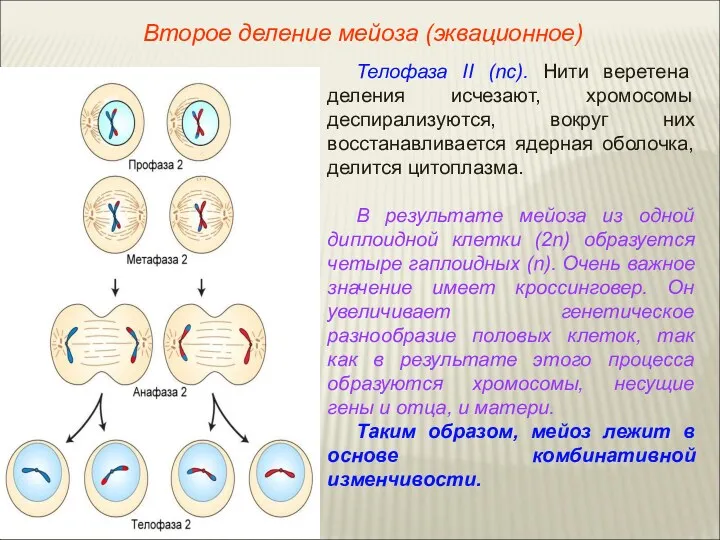 Телофаза II (nс). Нити веретена деления исчезают, хромосомы деспирализуются, вокруг