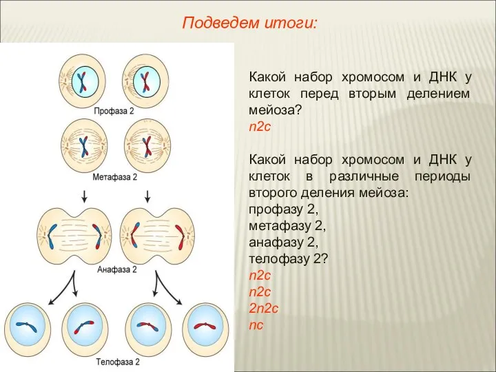 Какой набор хромосом и ДНК у клеток перед вторым делением
