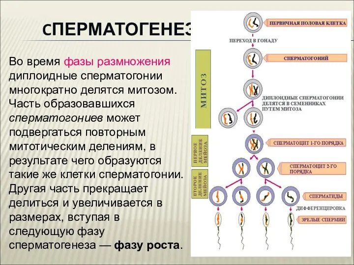 CПЕРМАТОГЕНЕЗ Во время фазы размножения диплоидные сперматогонии многократно делятся митозом.