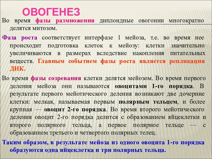 ОВОГЕНЕЗ Во время фазы размножения диплоидные овогонии многократно делятся митозом.