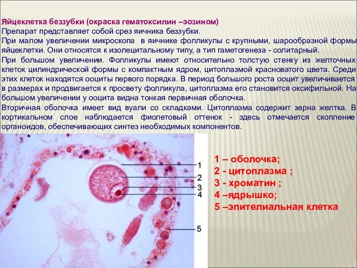 Яйцеклетка беззубки (окраска гематоксилин –эозином) Препарат представляет собой срез яичника