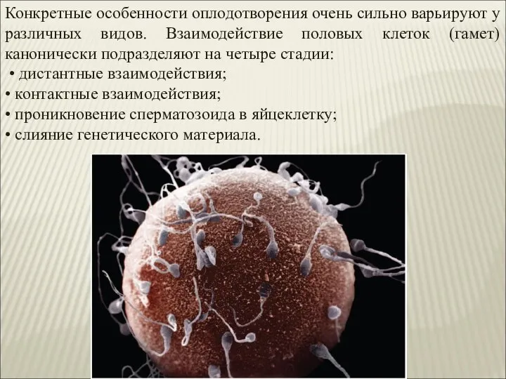 Конкретные особенности оплодотворения очень сильно варьируют у различных видов. Взаимодействие