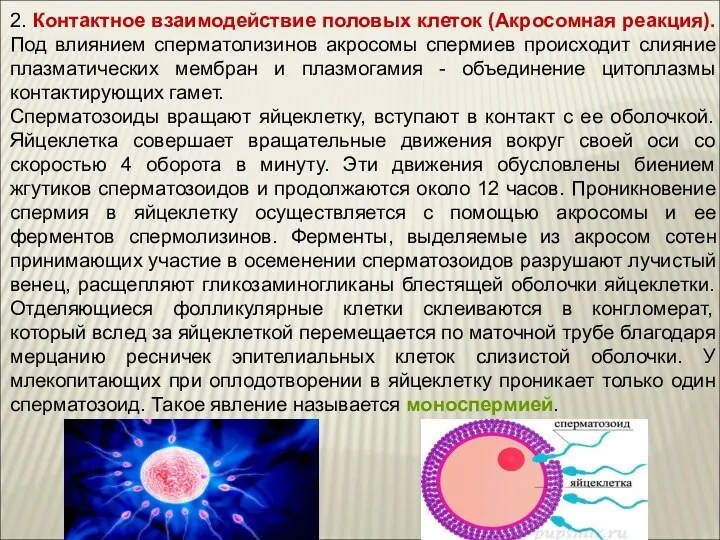 2. Контактное взаимодействие половых клеток (Акросомная реакция). Под влиянием сперматолизинов