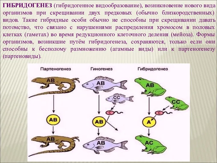 ГИБРИДОГЕНЕЗ (гибридогенное видообразование), возникновение нового вида организмов при скрещивании двух